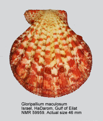 Gloripallium maculosum.jpg - Gloripallium maculosum(Forsskål,1775)